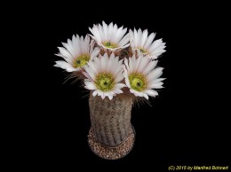 Echinocereus grandis 1554